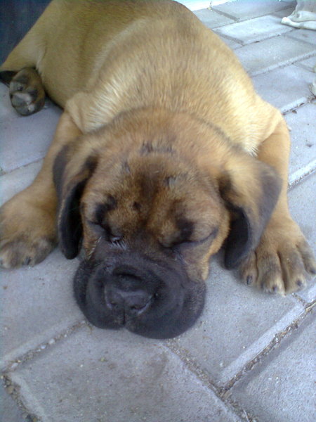 Anoreksja u szczeniąt