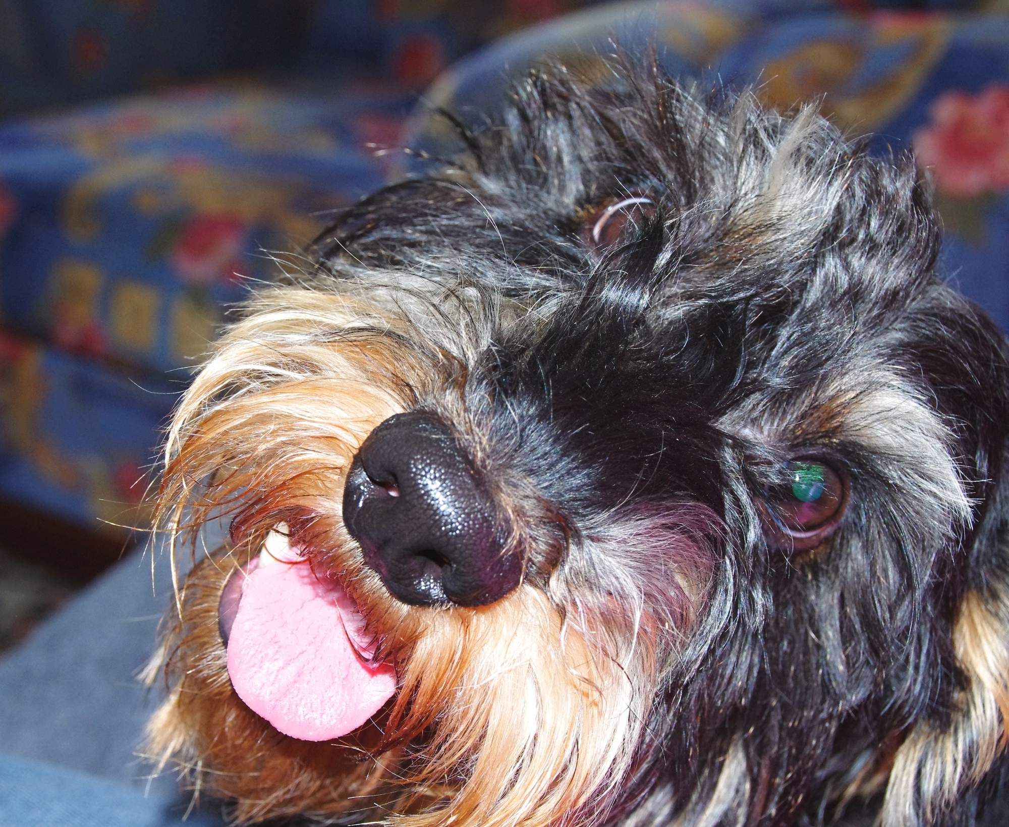 Czy twój pies mył zęby?