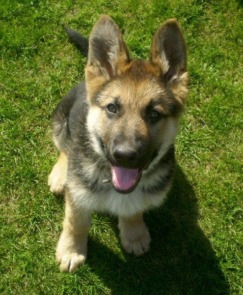 Jak napisać reklamę, która znajdzie dom dla każdego schroniska?