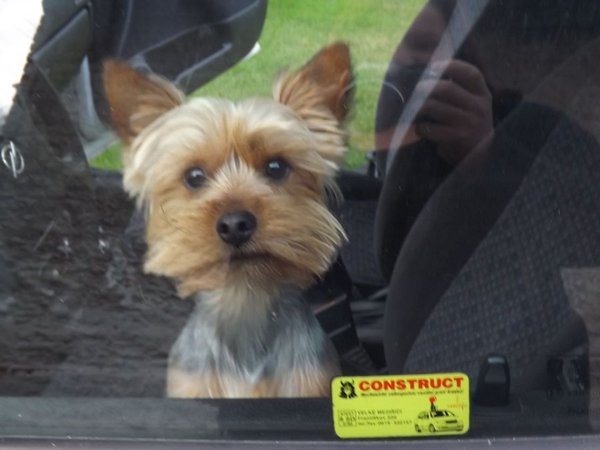 Podróżujesz z psem?