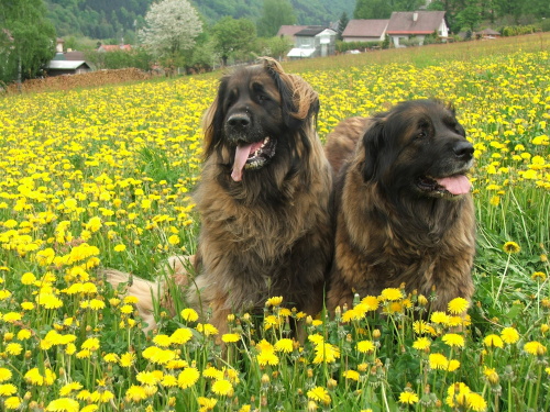 Sucha skóra i łupież