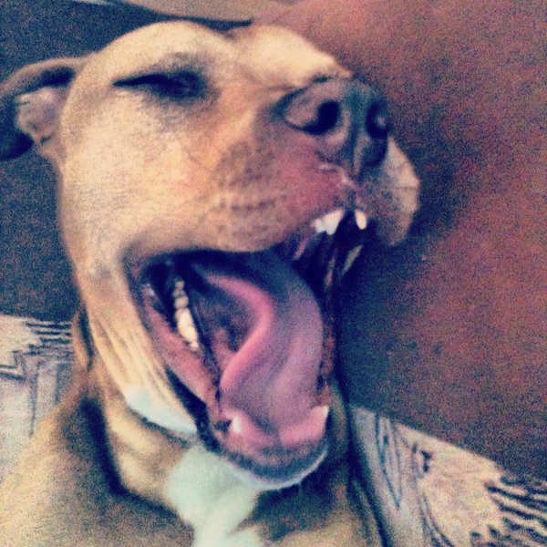 Jak szczekać za granicą?