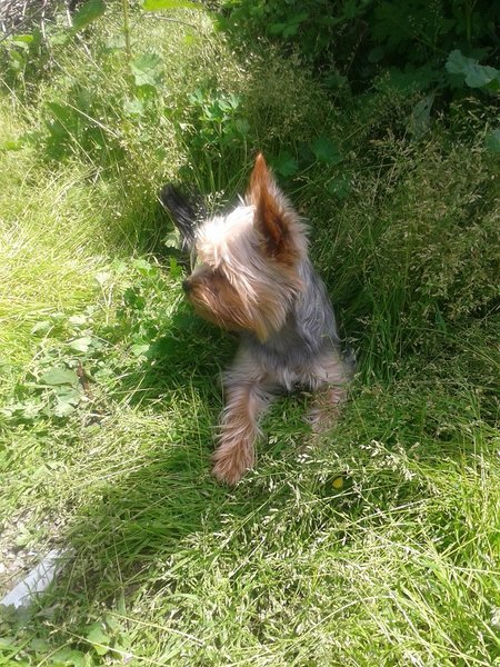 Zioła odpowiednie dla psów