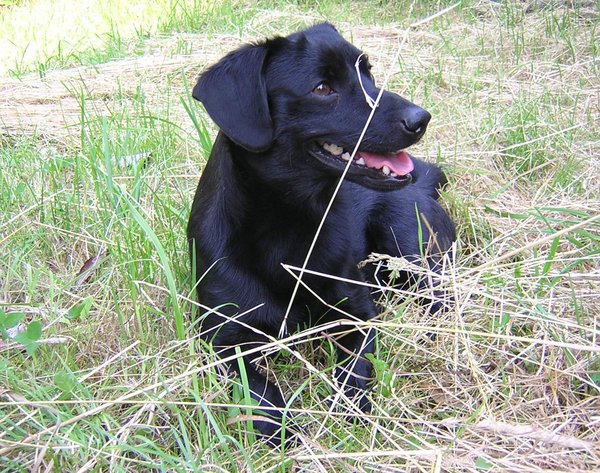 Mastitis - delikatna pomoc