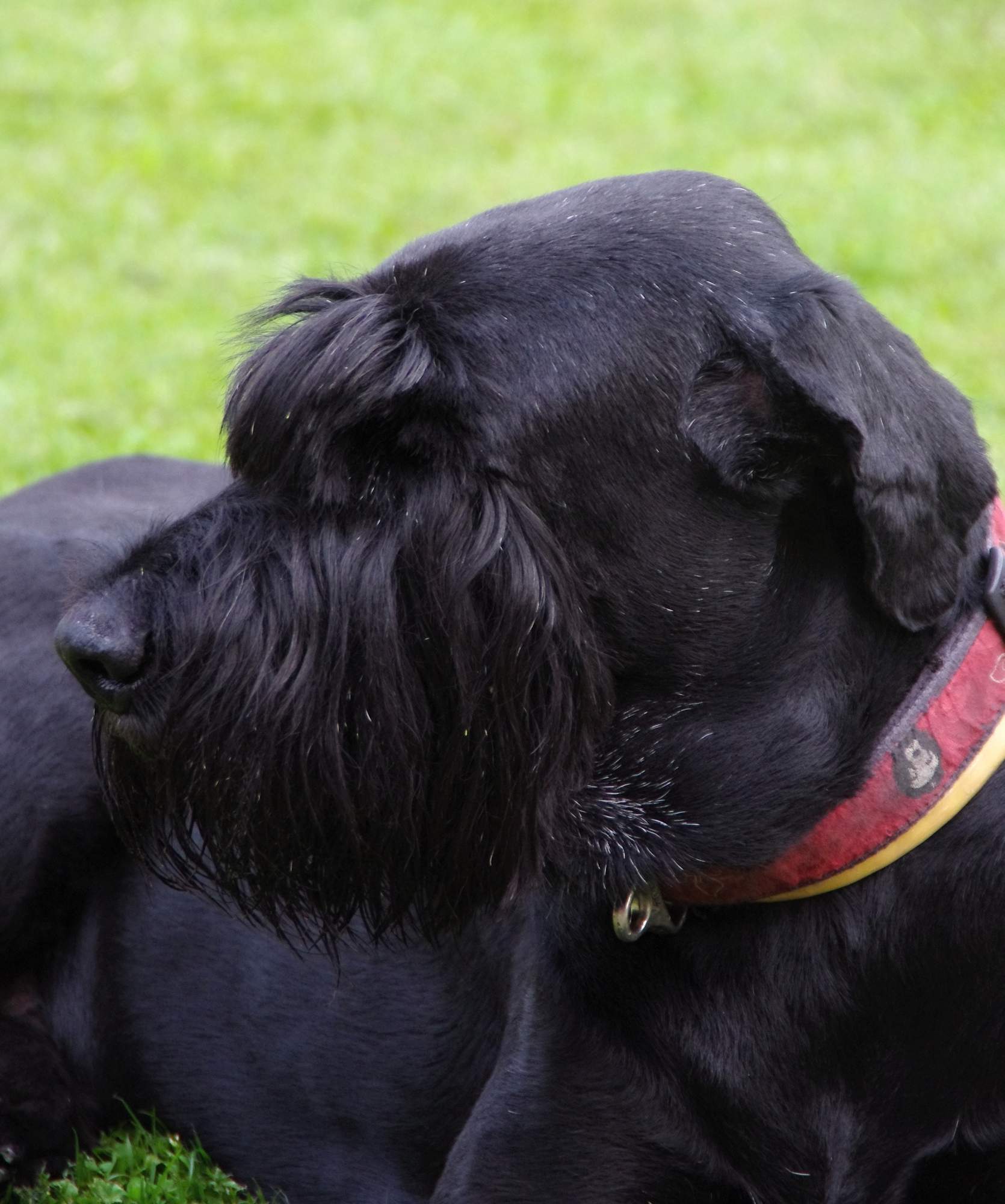 Ukąszenia psa bolą & # 8230;