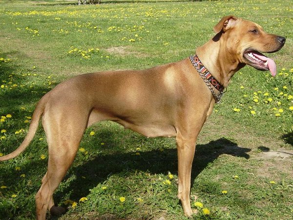 Naturalne suplementy diety