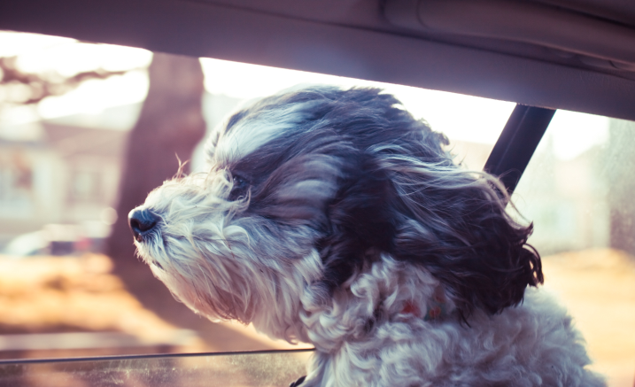 Czy przewozisz psa? Zapnij go!