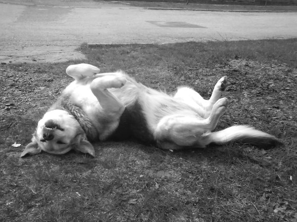 Choroby narządów płciowych i homeopatia