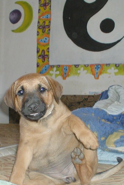 Co to jest hodowca psów?