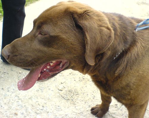 Gdy pies nie słucha na zewnątrz