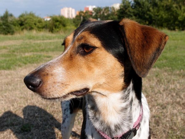 Wyniki ankiety: Jak żyją psy w miastach w Czechach i na Słowacji?