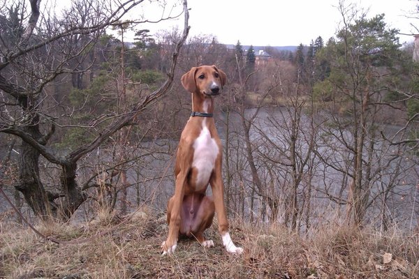 Domowa apteczka homeopatyczna