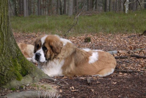 Historia moskiewskiego psa stróżującego