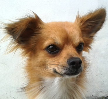 Pies sygnałowy Alvin