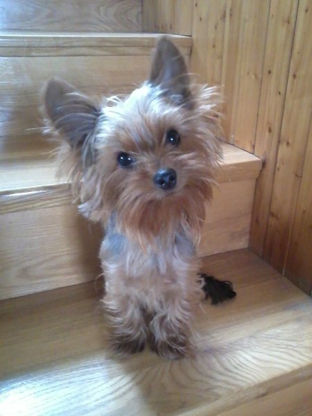 Czy pożyczyłbyś na zabieg u weterynarza?