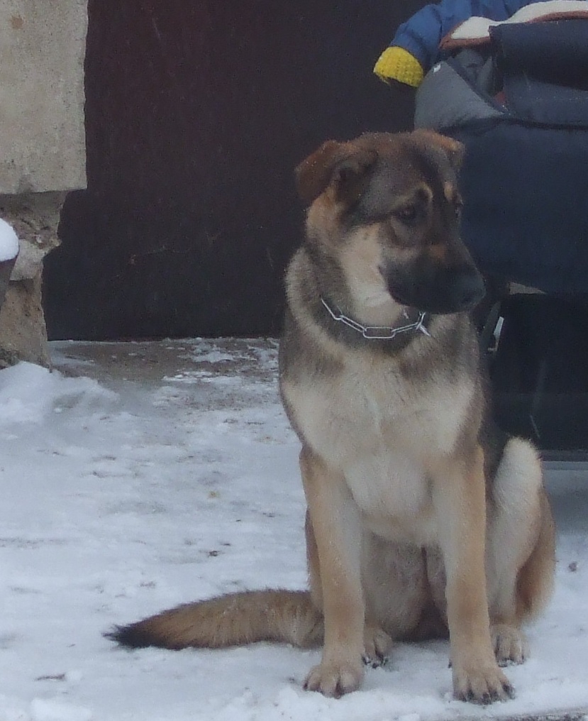 Czy kastracja pomoże sukom wędrować?