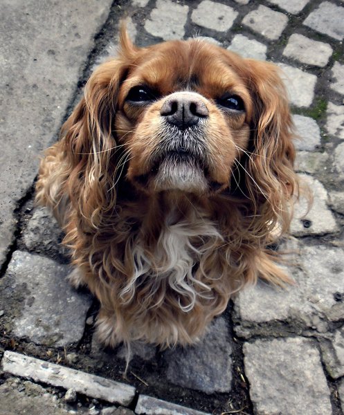 Świąteczna kolekcja charytatywna