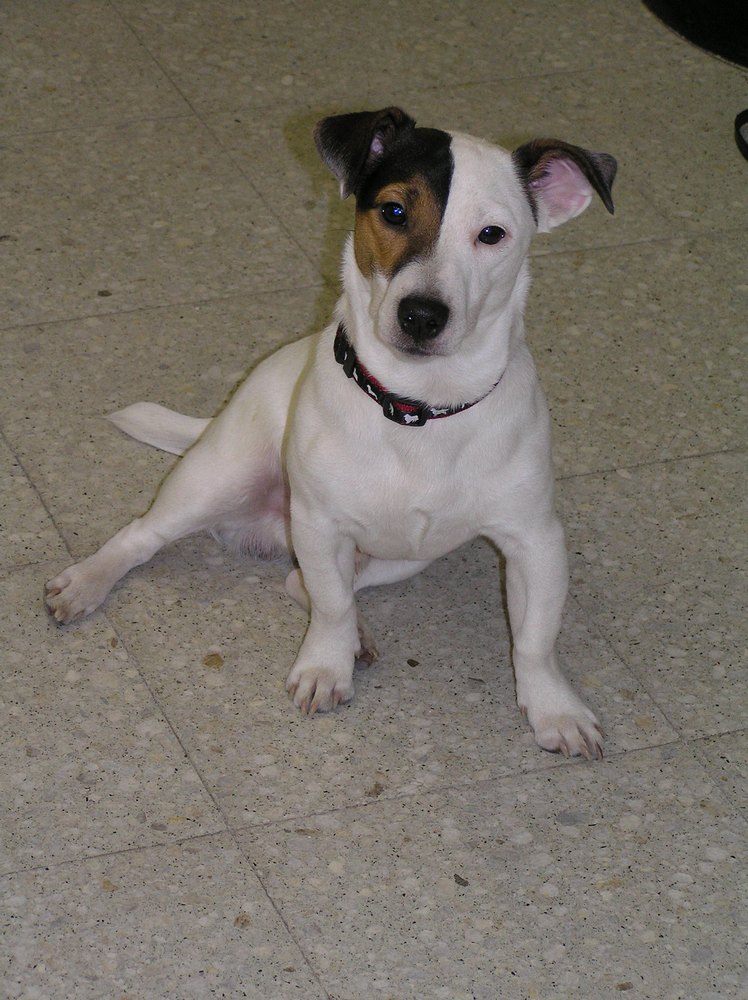 Czy kastracja pomoże?