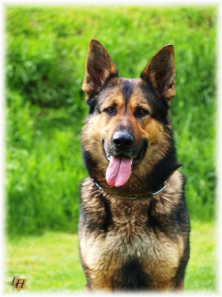 Rozpoczęły się przyjmowanie aplikacji na badanie Kynolog Roku 2014