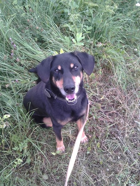 Uważaj na dzikie świnie!