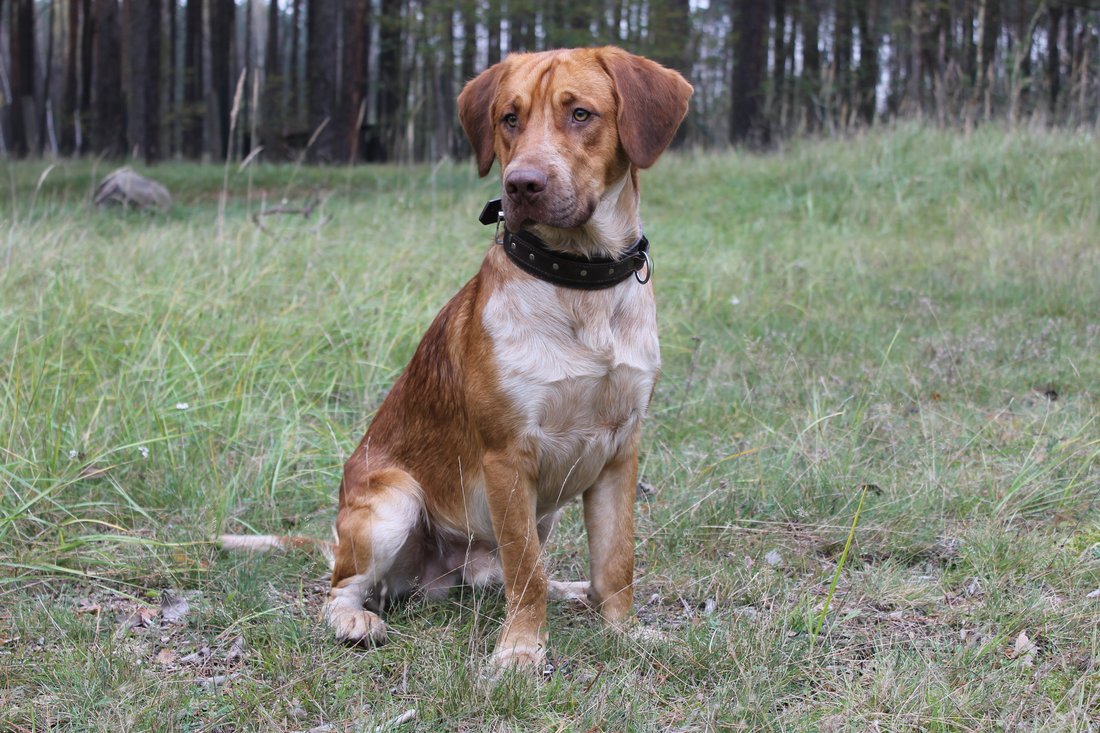 Wydajność schronienia & # 8211; hodowla ratownicza Hněvice