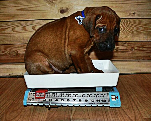 Czy Twój pies musi przybrać na wadze?