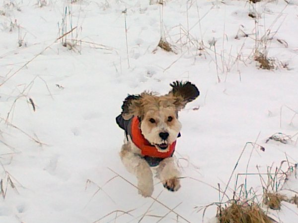 Jak często chodzić?
