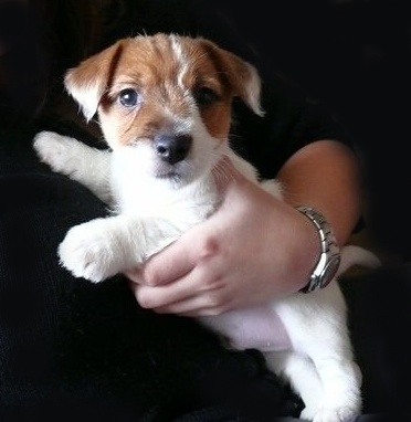 Jak podróżować ze zwierzętami?