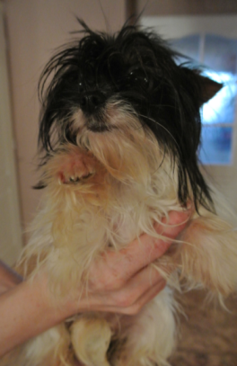 Yorkshire Terrier od Propagator