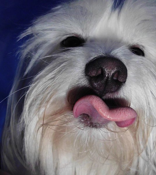 Czy psy mogą jeść jabłka?