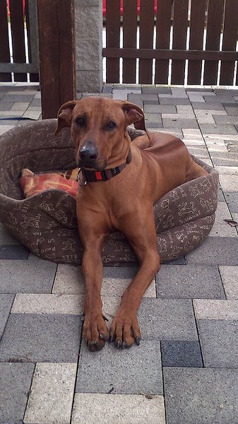 Zamiast tego polecenie