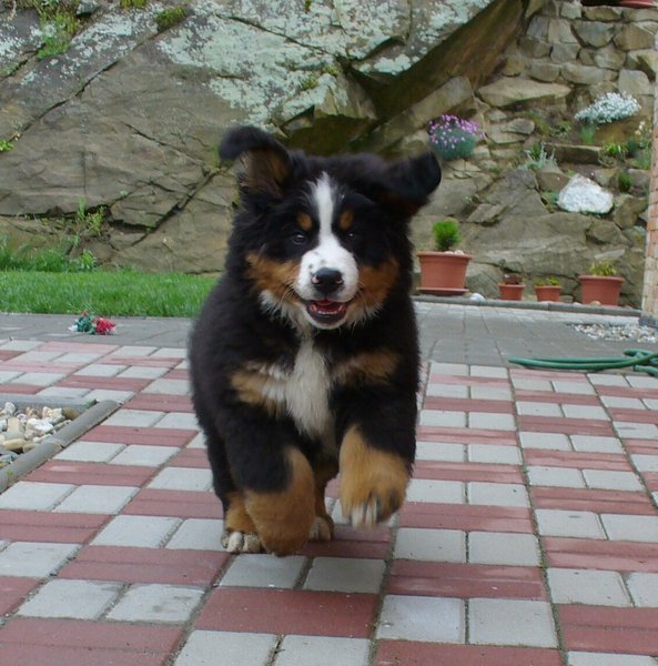 Gdzie dla szczeniaka lub dorosłego psa?