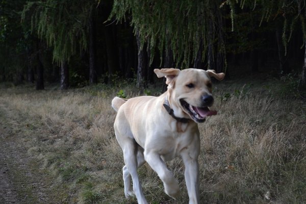 Pięć rzeczy, na które musisz uważać, zanim wybierzesz się z psem