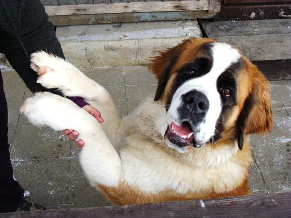 Jedna czwarta psów i kotów w Czechach cierpi na otyłość