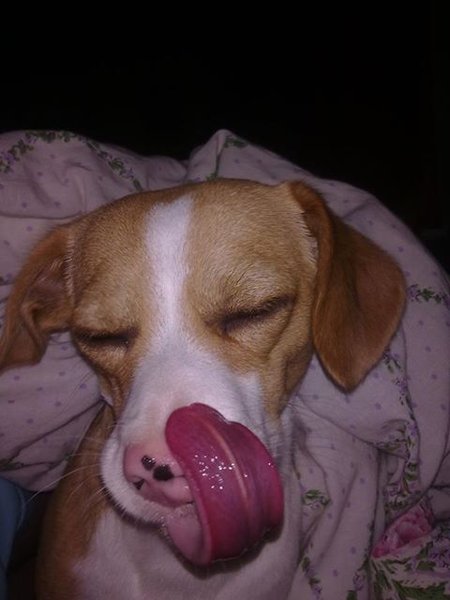 Co potrafią nosy psów