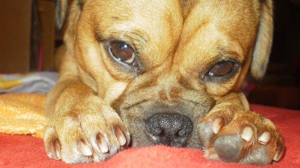 Zaproszenie na targi FOR PETS