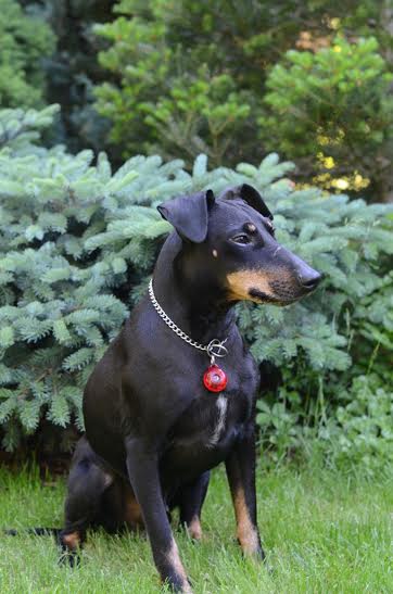 Nowość: repelent elektroniczny