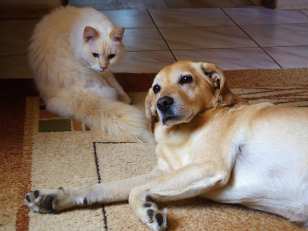 Pies i kot jako najlepsi przyjaciele