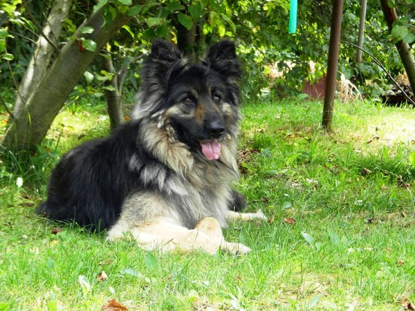 Uszkodzenia spowodowane ugryzieniem