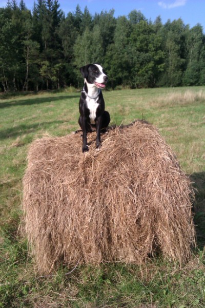 Prawidłowe usunięcie kleszcza