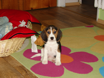 Kochamy zwierzęta ...