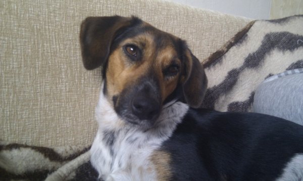 Siemię lniane nadaje się również dla psów