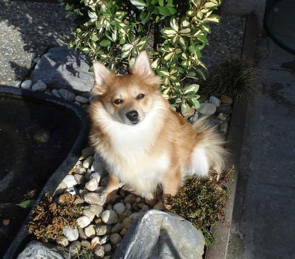 Bezpański pies może należeć do kogoś innego w ciągu zaledwie dwóch miesięcy