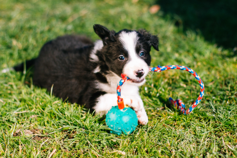 Wybór psa na całe życie