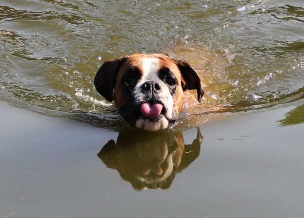 15 dowodów na to, że psy po prostu kochają wodę