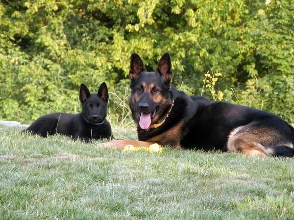 Choroby przenoszone przez pasożyty - prawdziwe przypadki z operacji