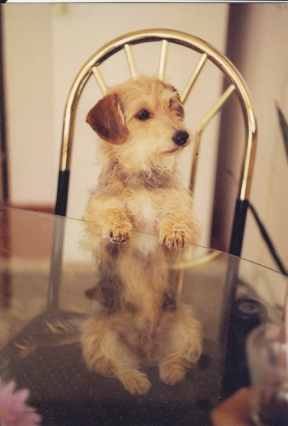 Jak najlepiej rozmrozić mięso?