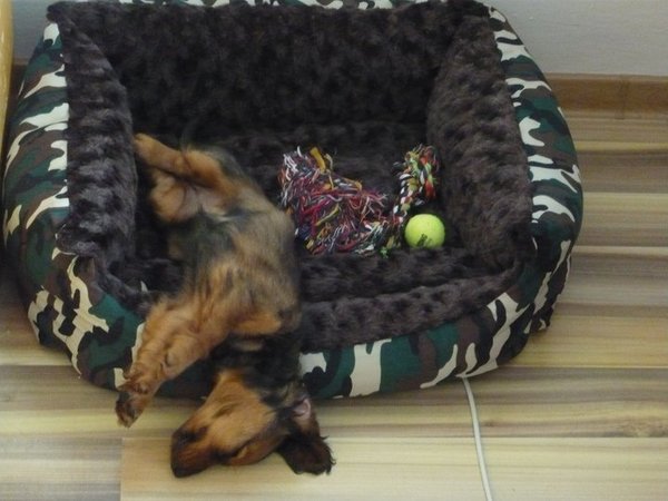 Dlaczego pies pokazuje brzuch?