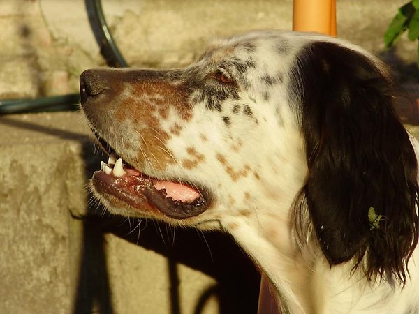 Czy myjesz zęby swojego psa?