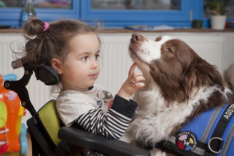 Państwo nie płaci psów asystujących ani dzieci